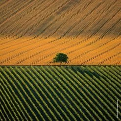 Guerlain Aqua Allegoria Harvest Mandarine Basile -Tienda De Perfumes 3346470146990 6 acc2