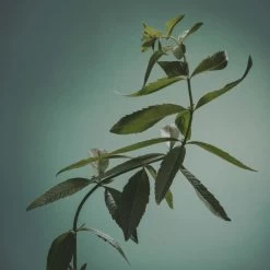 ADOLFO DOMINGUEZ Agua Fresca Verbena EDT