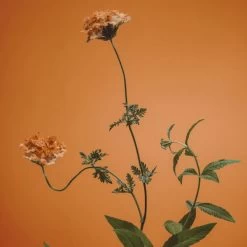 ADOLFO DOMINGUEZ Verbena Limited Edition EDT Mujer